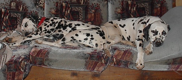 dogs.jpg